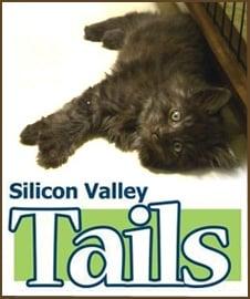 Silicon Valley Tails