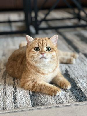 Lisa Jones the kitty