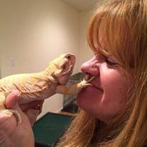 Canine Connections Dog Training & Pet Services