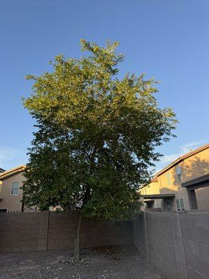 Bottom Up Demo & Junk Removal Service