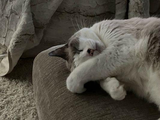 The patient, my cat Biscuit.