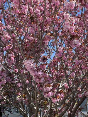 These beautiful trees, which bloom in May, are all over Lazy J Ranch!