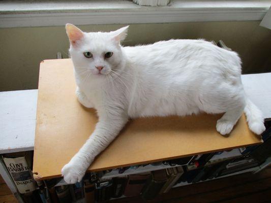 Whitey after a dose of Cisapride, a suspension medicine that has saved his life!