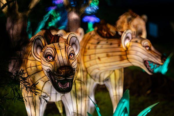 2025-26 Glowfari at the Oakland Zoo