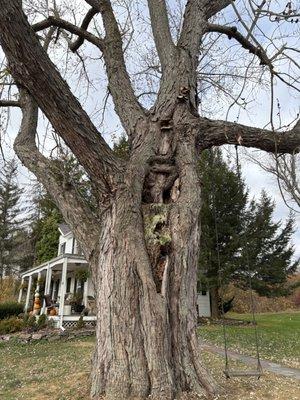 All heights tree service