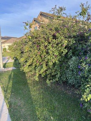 Garden of Eden Yard Services