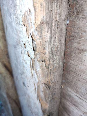 Imperial Pest Prevention