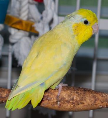 Linda the Parrot Lady