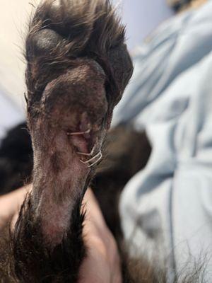 Adairsville Animal Hospital