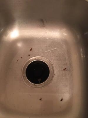 Welcome to Whispering Meadows where "nobody has ever complained about roaches" yet a majority of reviews I see ARE ABOUT ROACHES!