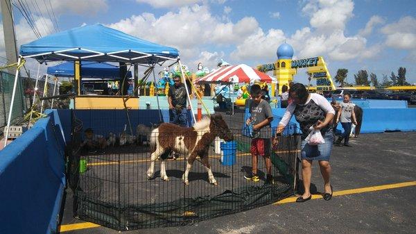 Petting zoo with baby PONY! @ La Boly Farm, inc.