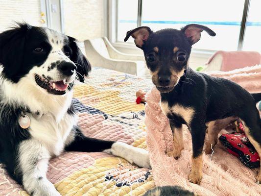 Little doxie girl and my BC