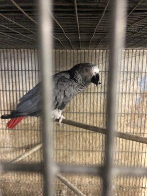 Neglected African Gray