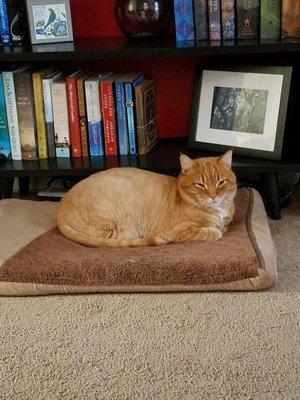 Corrie's Pet Grooming