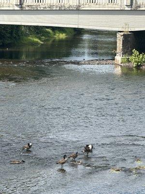 Nevius Street Bridge