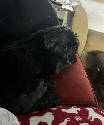 Cheshire Animal Hospital