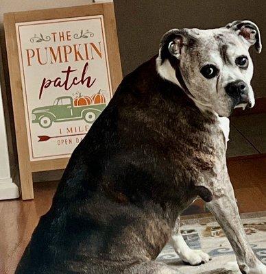 Final Gift Pet Memorial Center