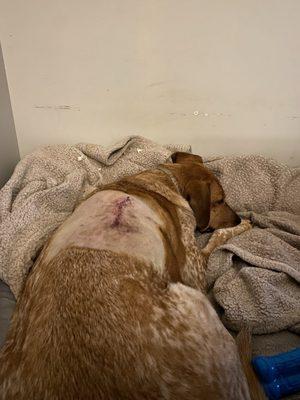 Duck recovering after lump removal at Pet Haven