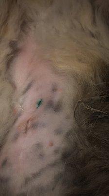 Animal Action Leauge