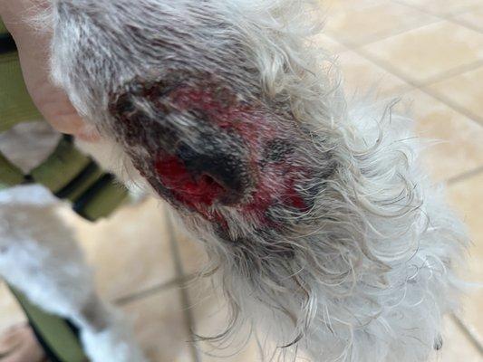 Wound from post surgery. Possible infection. Not stitched up, just bandaged.