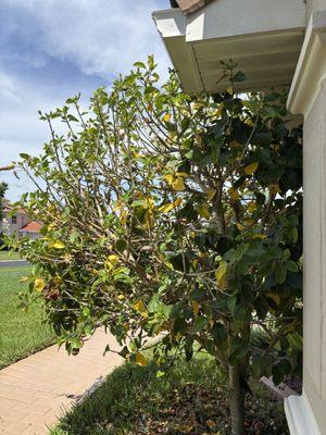 American Knight Roof & Exterior Cleaning