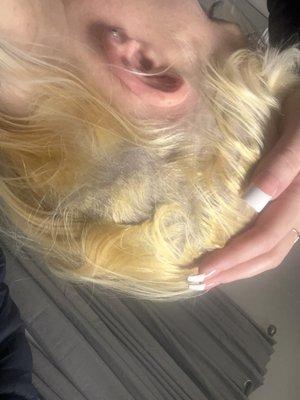 Watchdog Screening and Human Resources Solutions