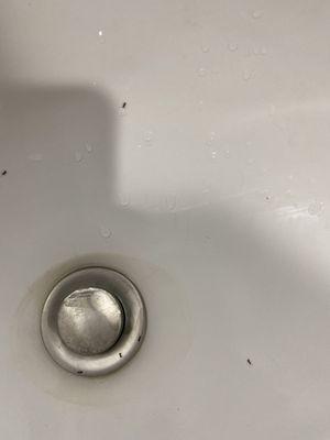 Americas Best Value Inn Bishop