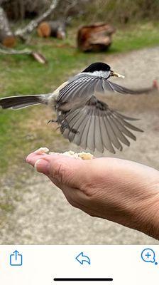 Chickadee eating from my hand.