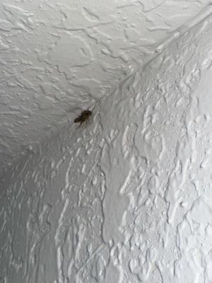 WoodSpring Suites Tampa Airport North Veterans Expressway