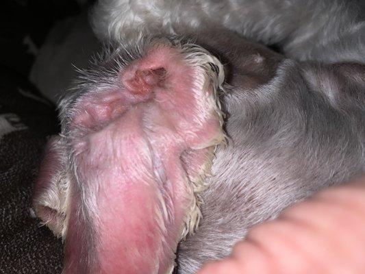 A-1 Discount Dog Grooming