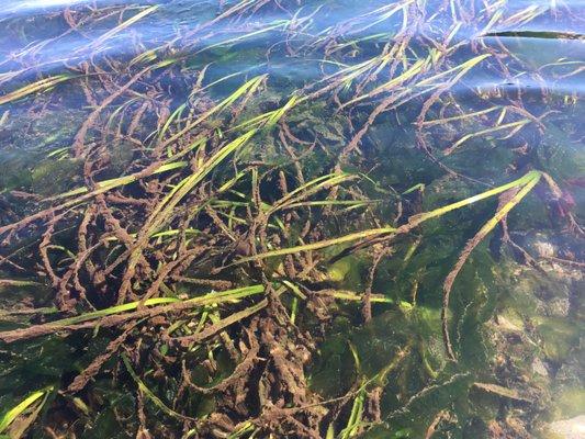 Eelgrass beds during ebb tide.