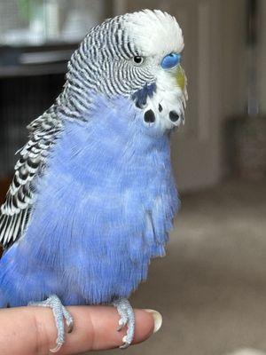 Exotic Birds By Fran