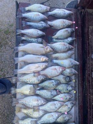 Reag's Guide Service