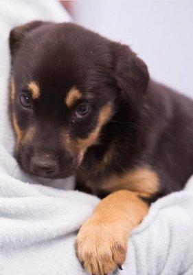 Stray Paws Rescue
