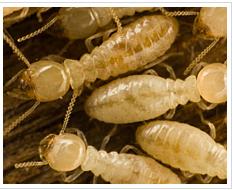 Healthy Home Termite & Pest Control
