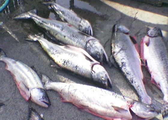 The Fish Peddler and RumbleFish