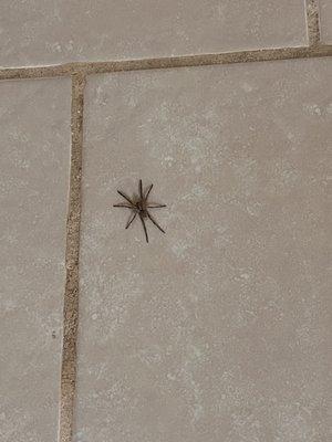 1 of the MANY spiders we've found so far
