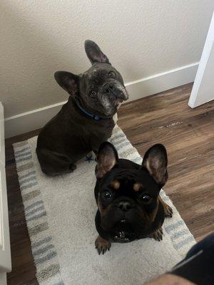 Winston and Maverick