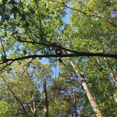 Brafford Tree Services