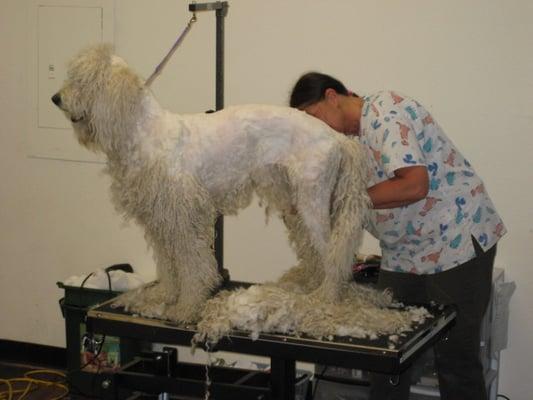 Professional Grooming services by appointment.