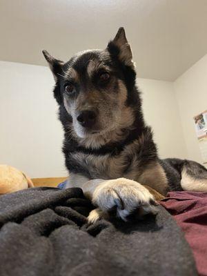 Pet Emergency Center