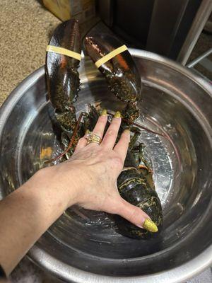 This was the 2.5 lb lobster looks great cost about $25 but absolutely worth $0