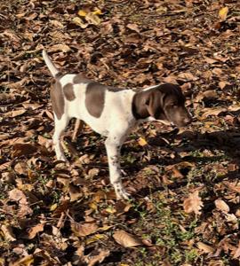 Palermo Ranch Kennels