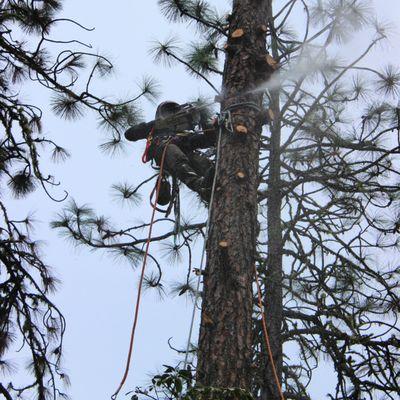 Above It All Tree Services