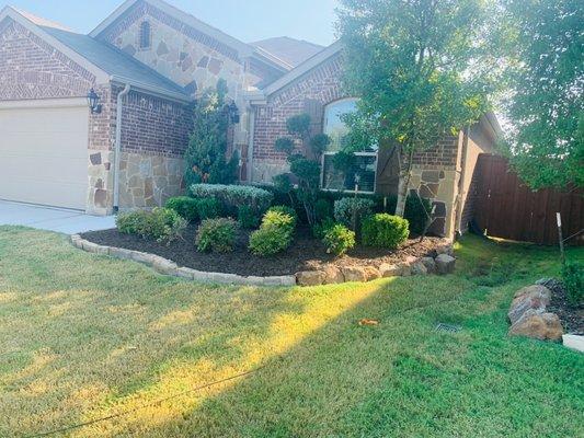 Mowed lawn after excessive overgrowth, shrubs were shaped and primed.