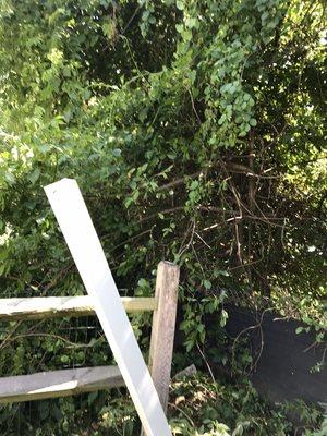 Bucks Tree Care & Landscaping