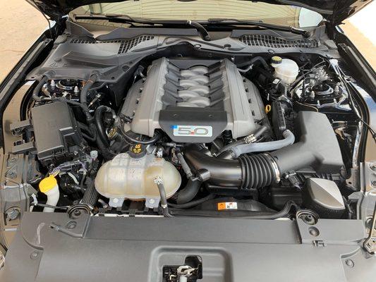 Nice clean 5.0 Ford polished!