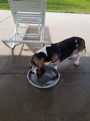 Newtown Park and Bark