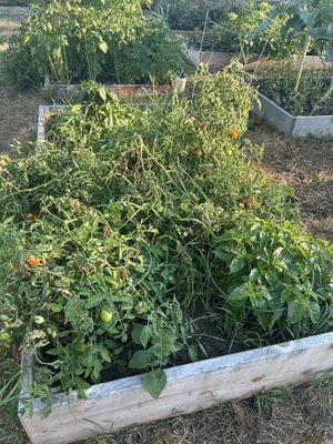 Dometop Community Garden
