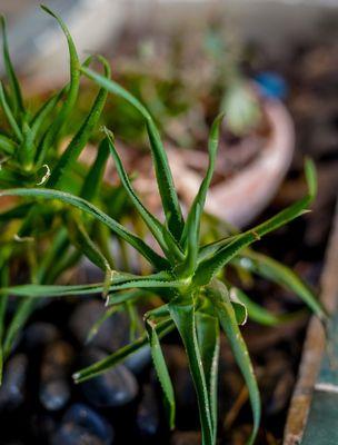 Tupelo Coffee & Roasting